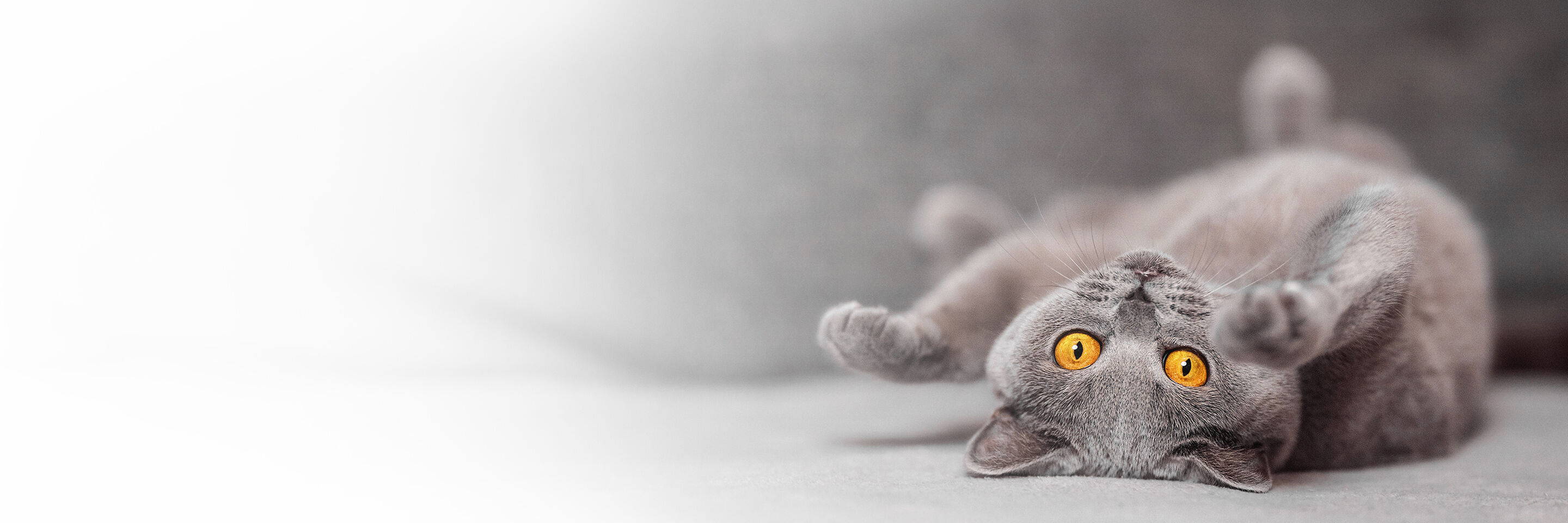 Graue British Kurzhaar Katze mit Bernsteinfarbenen Augen liegt auf dem Rücken am Boden