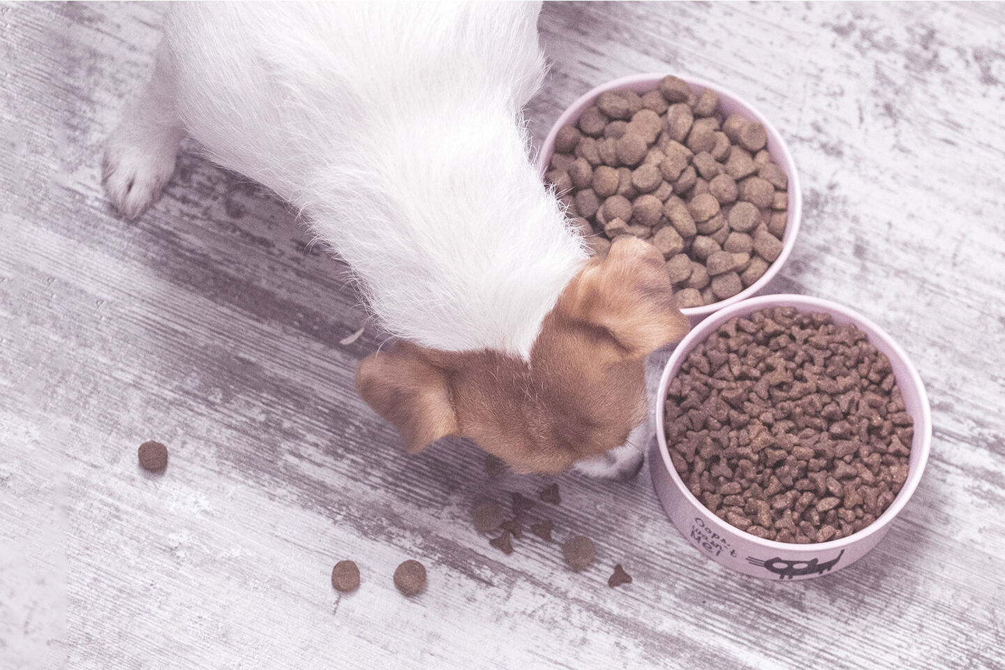 Kleiner Hund frisst Trockenfutter aus zwei Näpfen mit unterschiedlichen Trockenfuttersorten