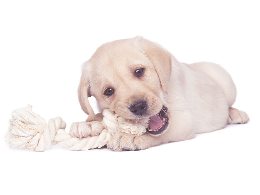 Labradorwelpe kaut auf einem weißen Seil herum