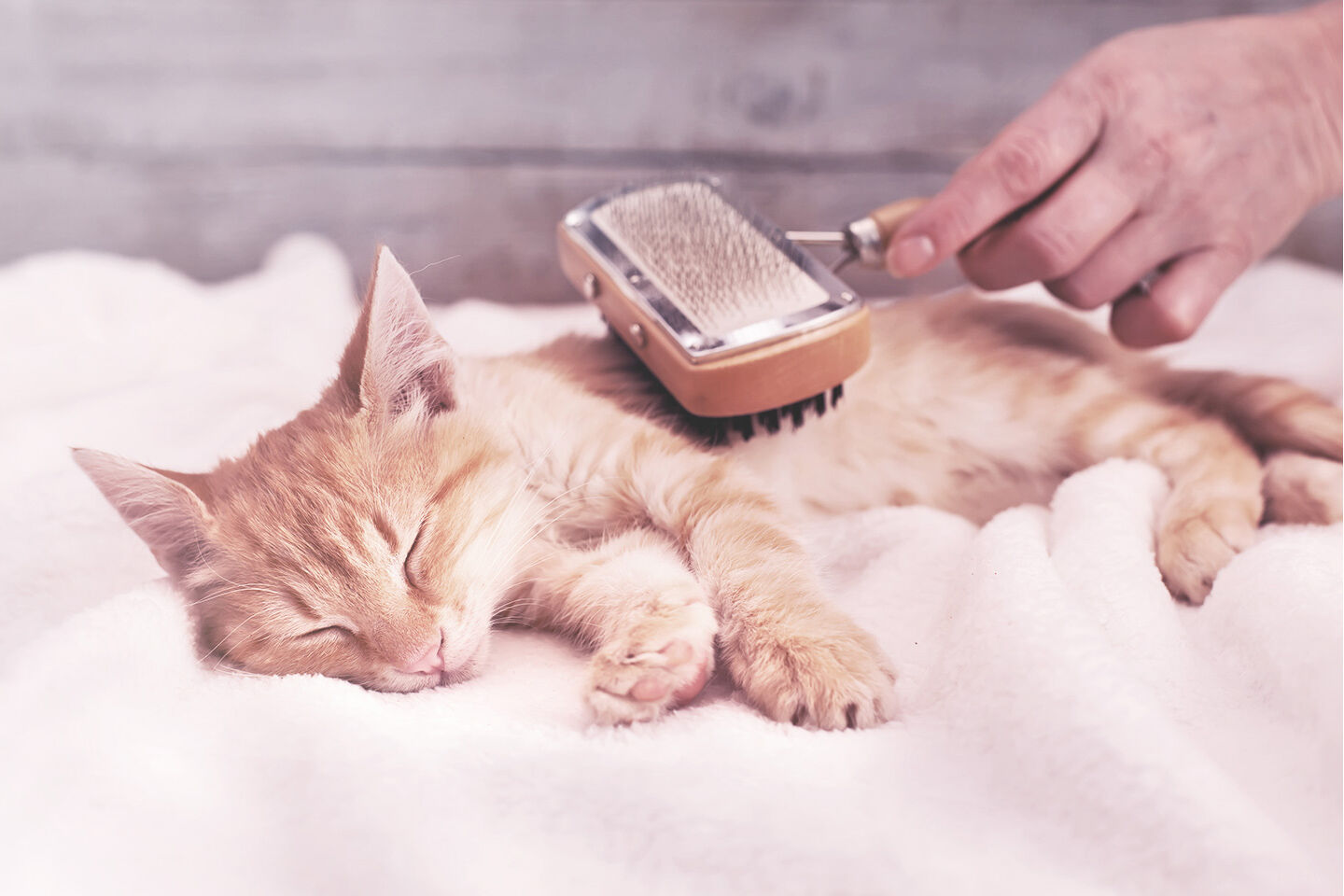 Das Fell einer schlafenden Katze wird mit einer Bürste bearbeitet