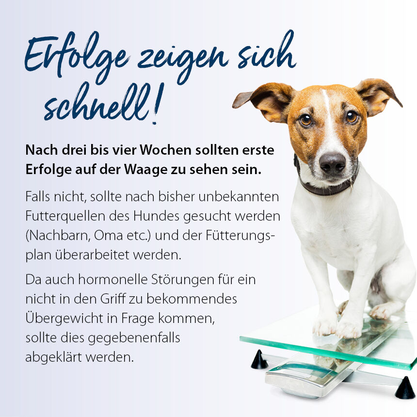 Jack Russel Terrier auf einer Waage