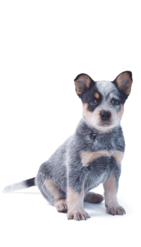 Australian Cattle Dog Welpe