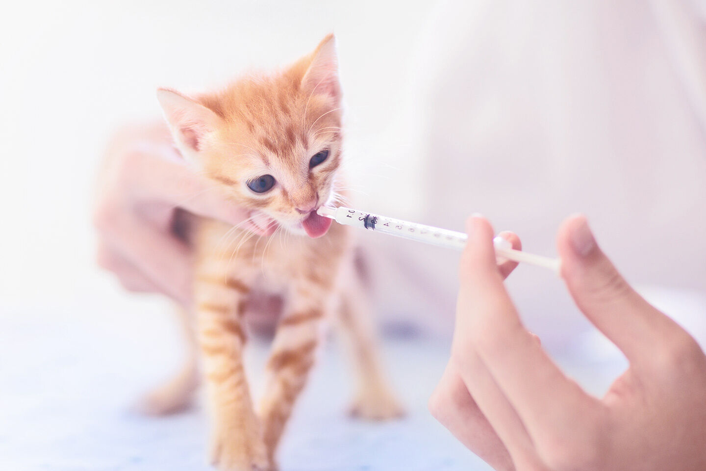 Eine Babykatze bekommt Entwurmungspaste verabreicht.