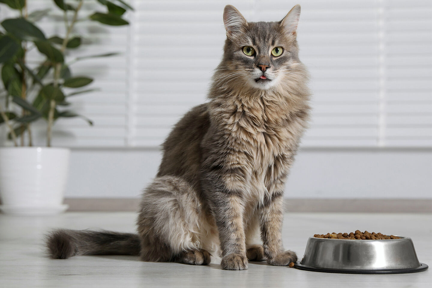 Katze mit Fieber und ohne Appetit