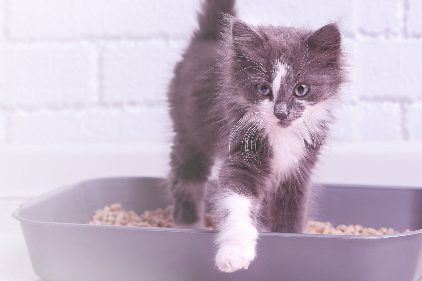 Kitten hat Geschäft erledigt und verlässt das Katzenklo