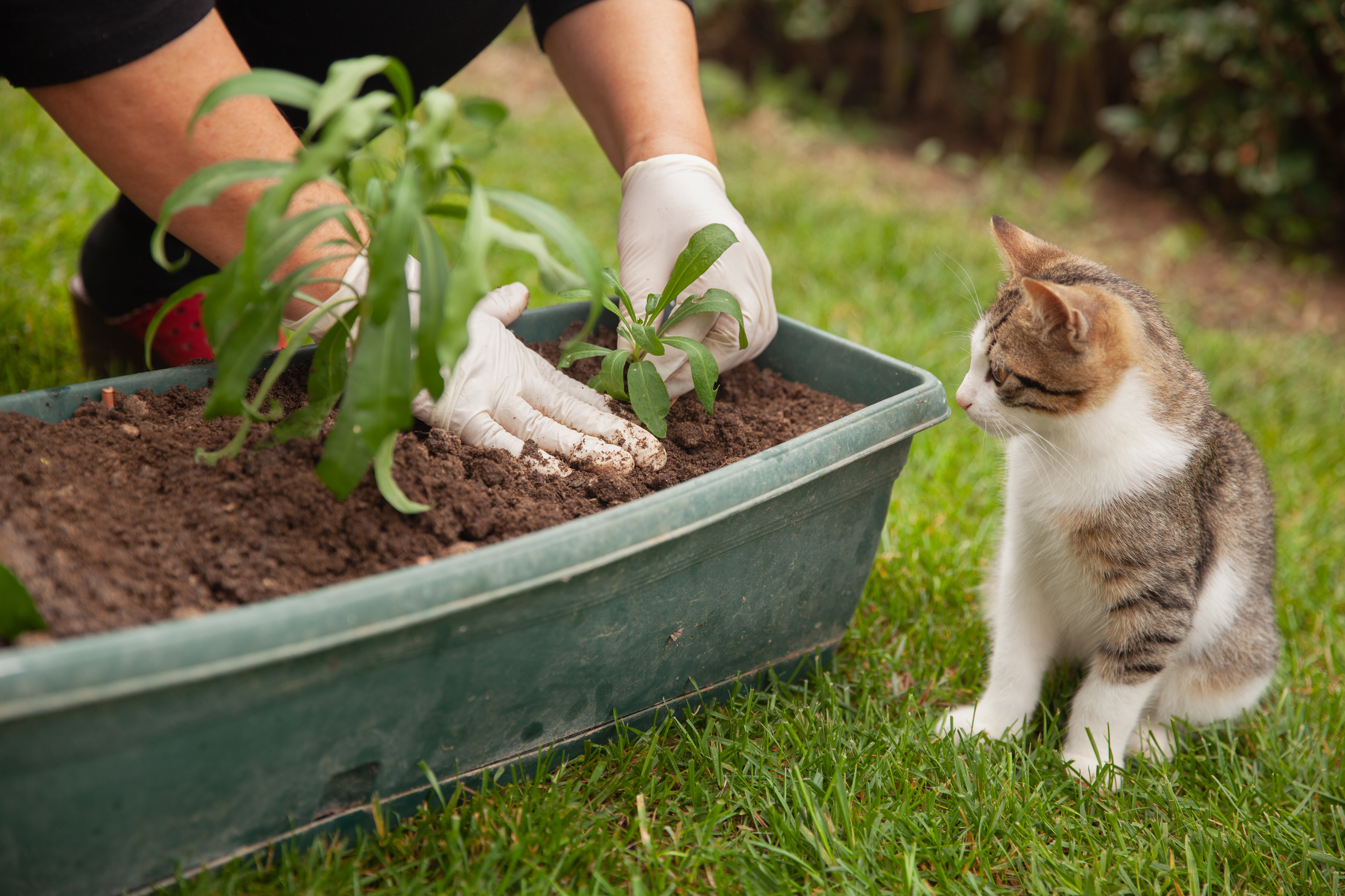 Eine Katze sitzt neben einem Blumenkasten, die von einer Frau bepflanzt wird.