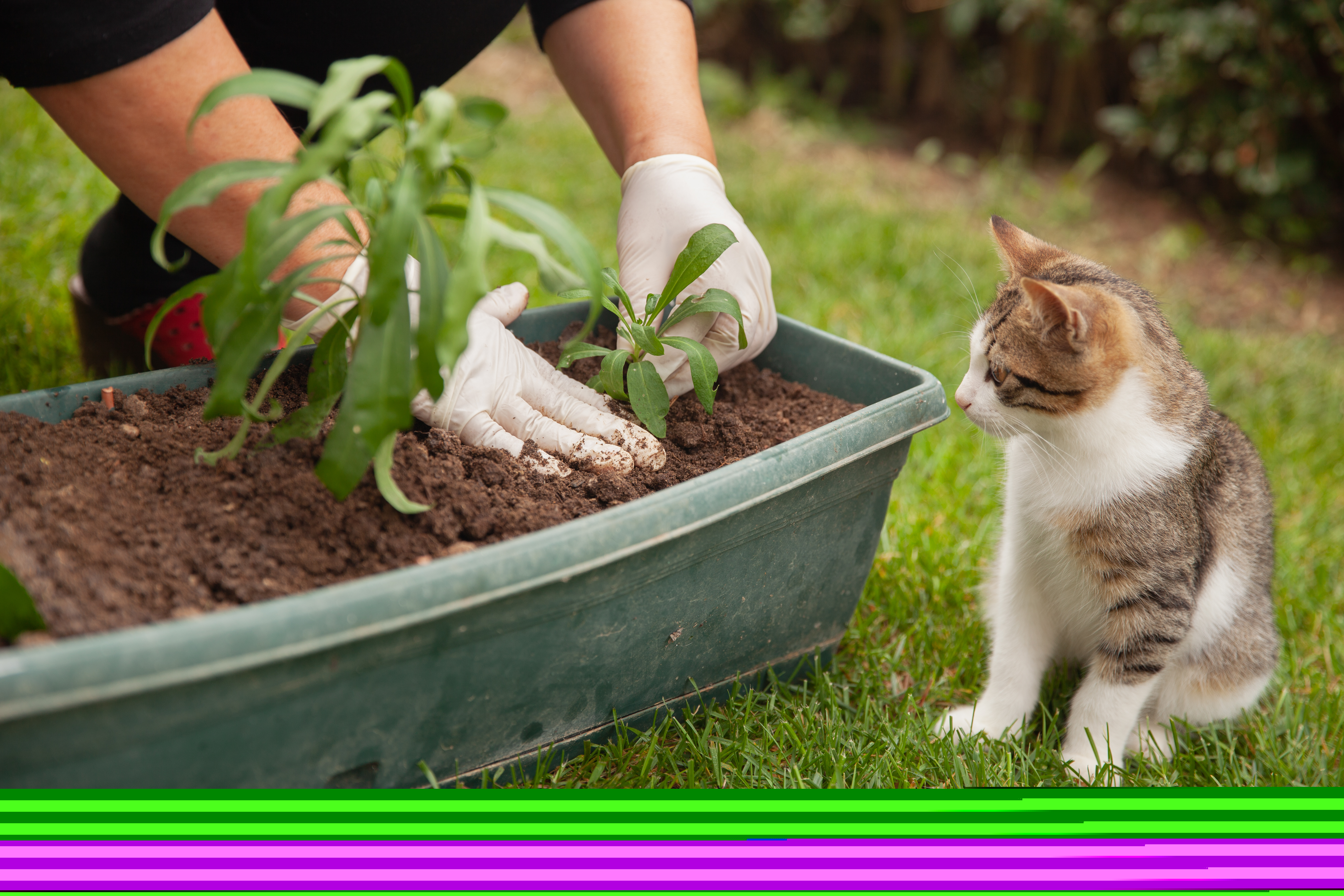 Eine Katze sitzt neben einem Blumenkasten, die von einer Frau bepflanzt wird.