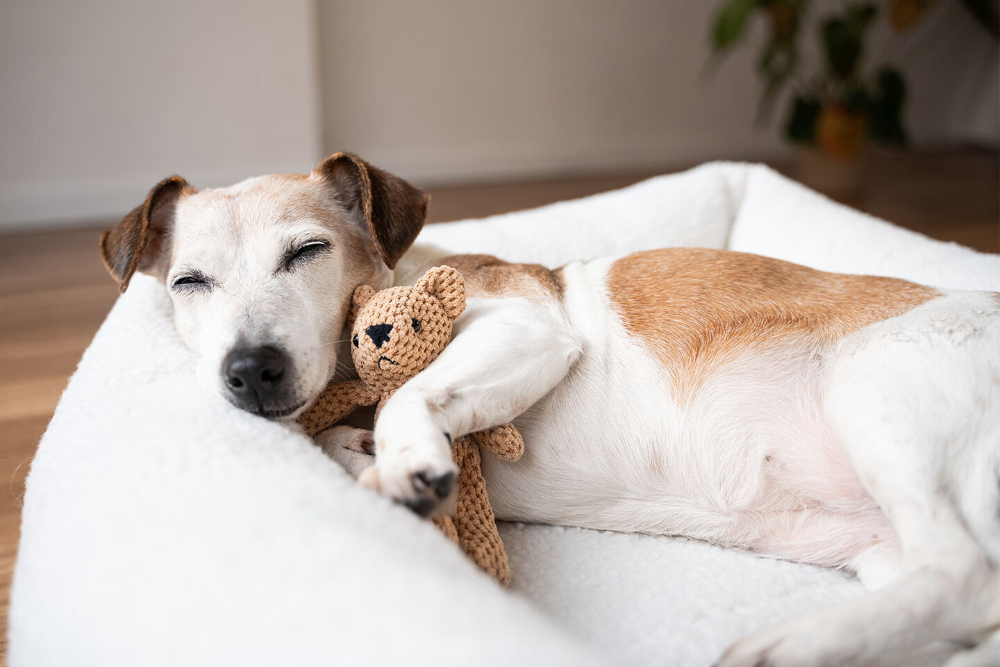 Eine scheinschwangere Hündin liegt mit Kuscheltier im Hundebett
