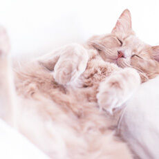 Eine Katze liegt gemütlich auf dem Sofa.