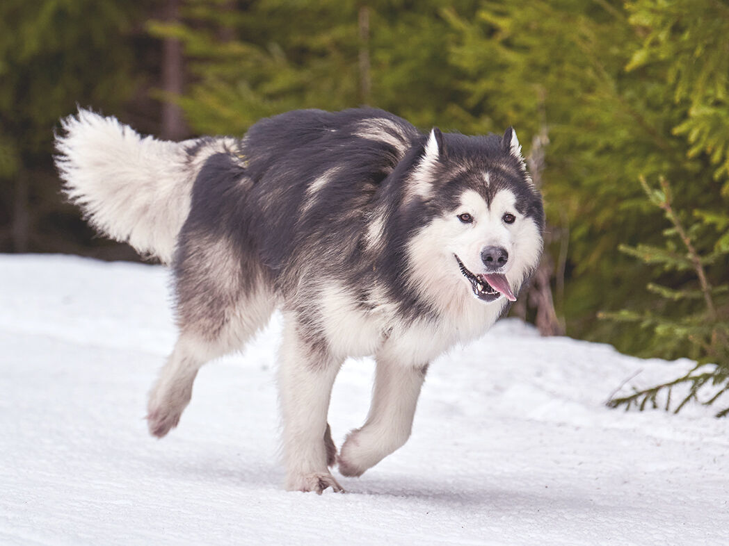 Ein Husky rennt durch den Schnee