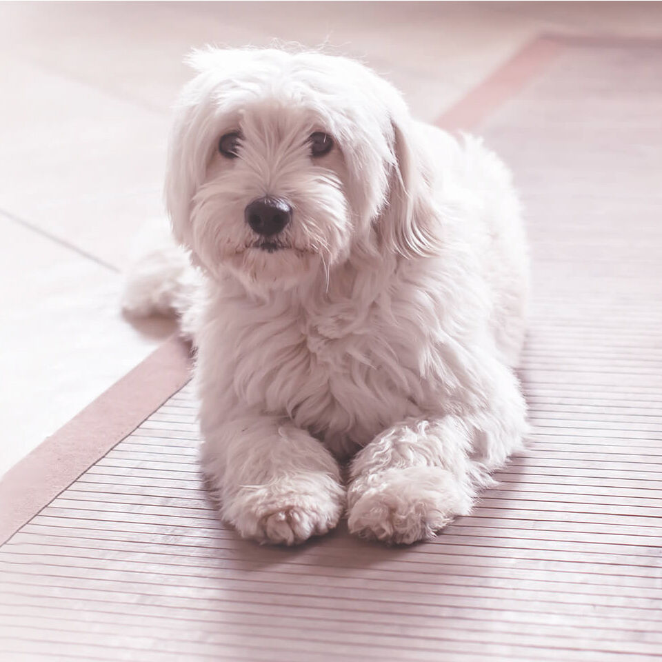 Ein kleiner weißer Hund liegt auf dem Boden und blickt in die Kamera.