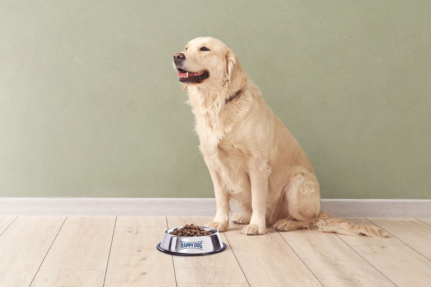 Ein ausgewachsener Golden Retriever sitzt vor einem vollen Futternapf