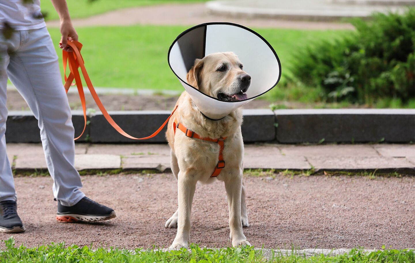 Ein Hund steht mit einer Halskrause angeleint neben seinem Besitzer.