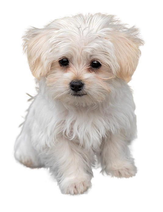 Welpe Malteser Hund Futter 