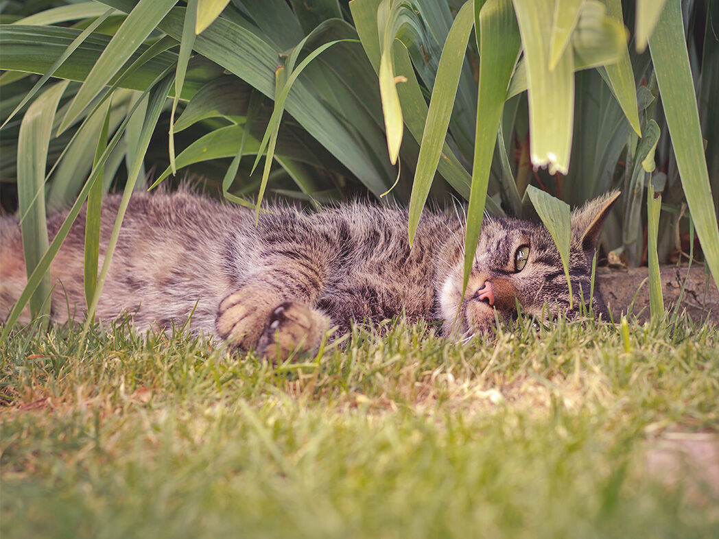 Katze liegt bei großer Sommerhitze im Garten im Schatten einer Pflanze