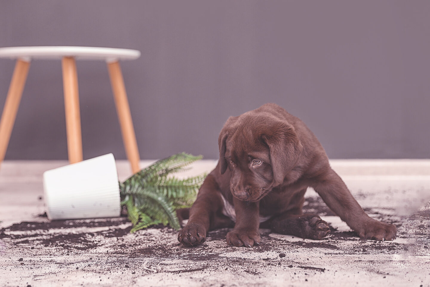 Ein brauner Labradorwelpe hat einen Blumentopf umgeschmissen und sitzt nun in der Blumenerde