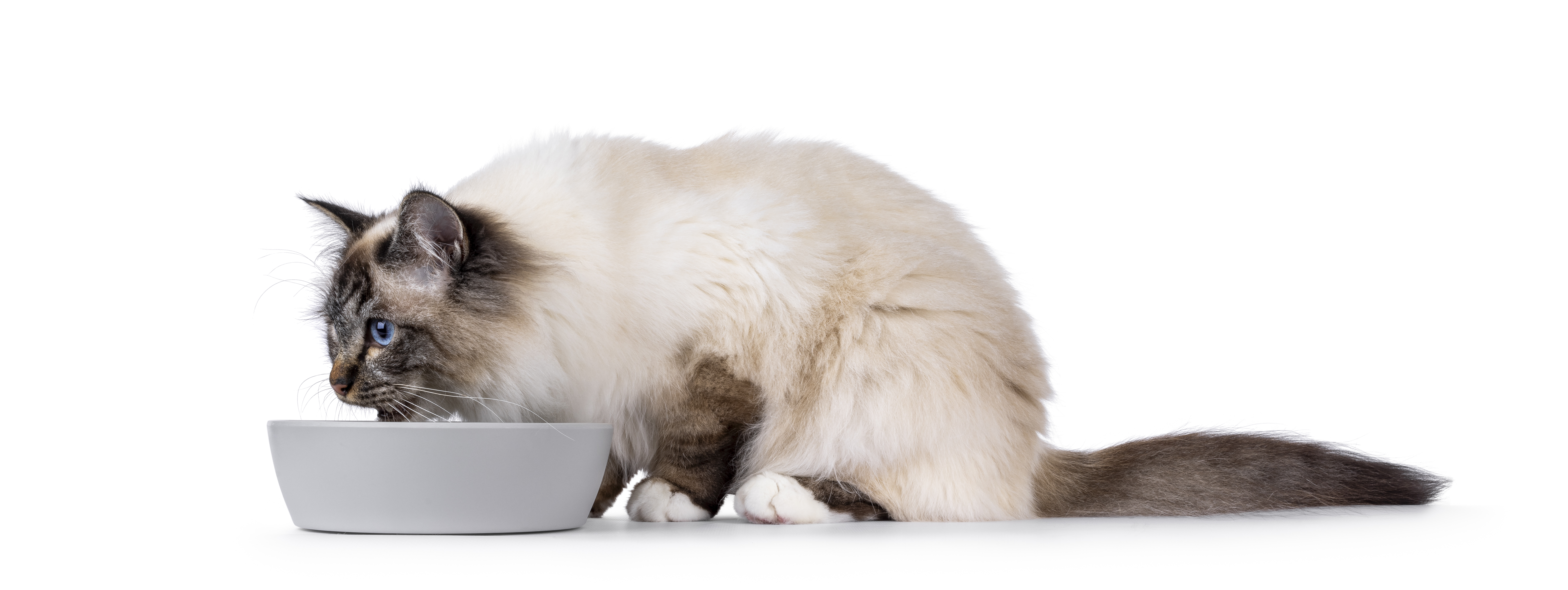 Ragdoll-Katze sitzt vor weißem Napf und frisst.