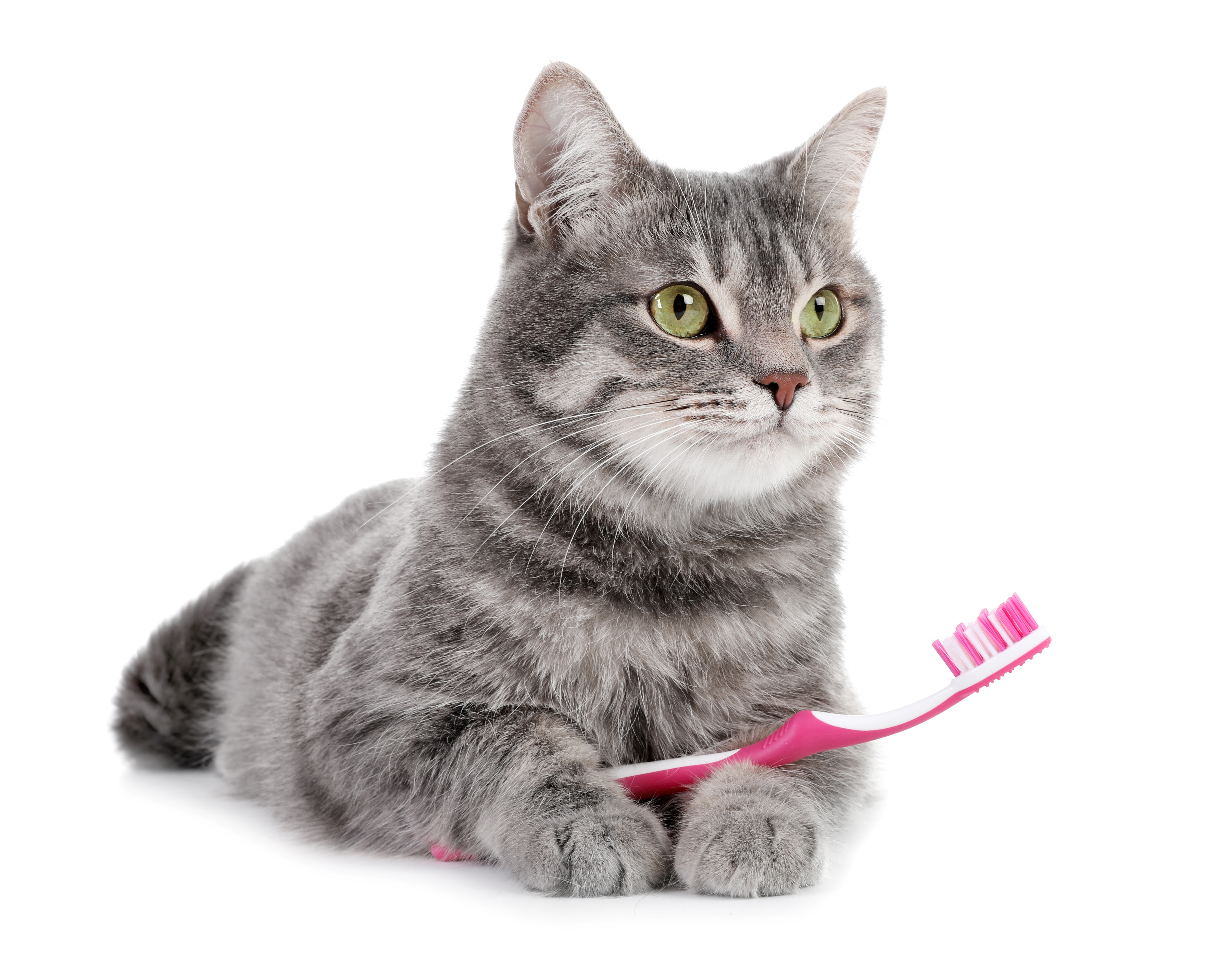 Graue Katze liegt auf dem Boden und hat eine pinke Zahnbรผrste zwischen den Vorderpfoten