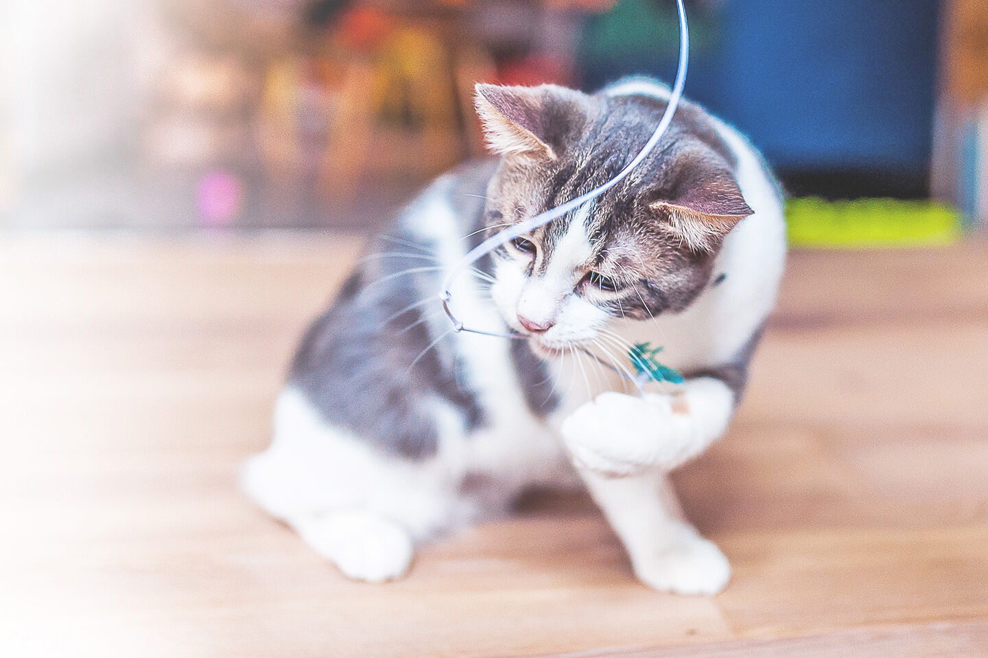 Weiß-graue Katze spielt mit einer Angel