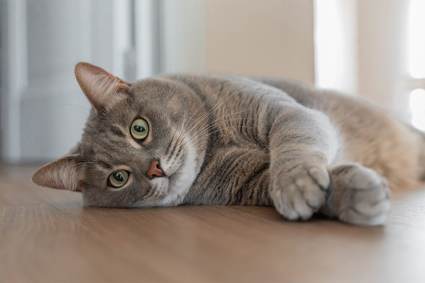 Graue Katze liegt apathisch auf dem Boden