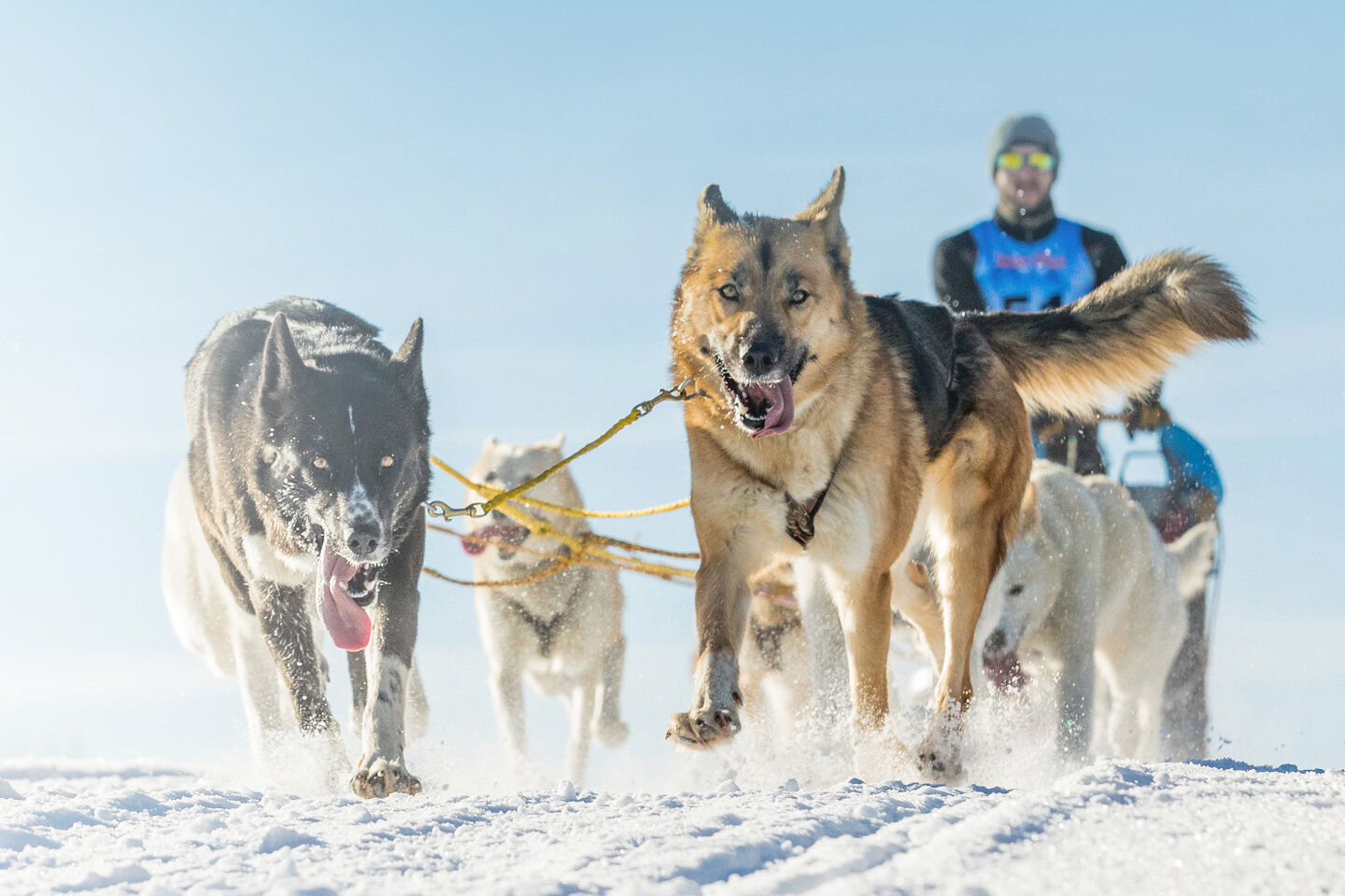 Verschiedene Schlittenhunde ziehen einen Schlitten im Winter