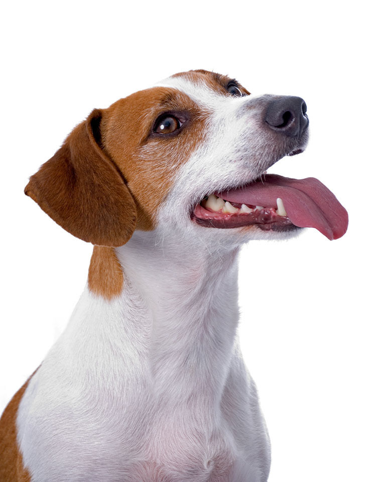 Jack Russel Terrier mit weißen Zähnen