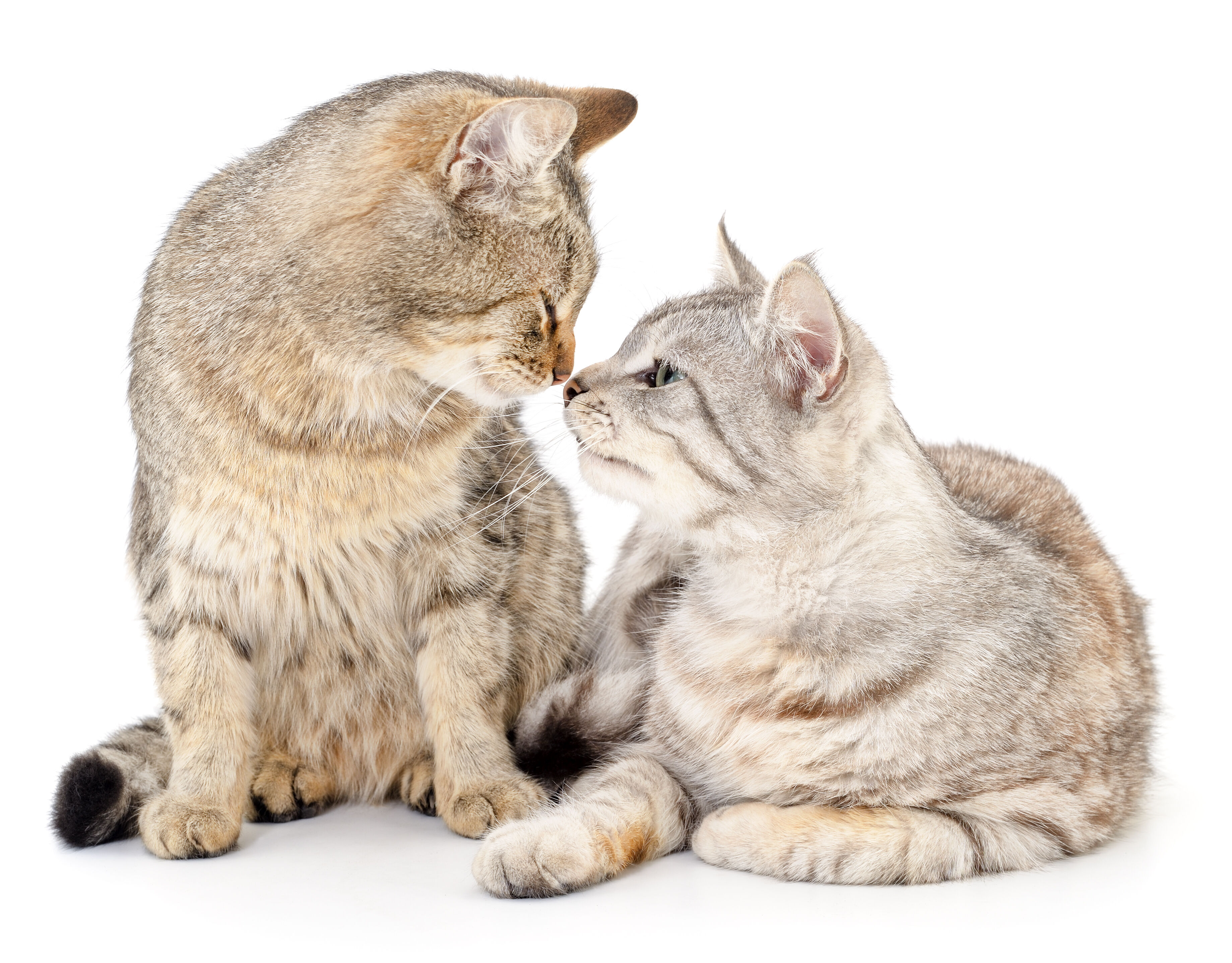 Zwei Katzen, die sich gegenseitig beschnuppern. Die linke Katze sitzt und die rechte liegt am Boden.