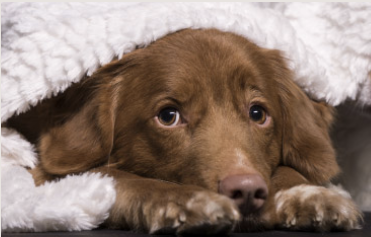 Ein brauner Hund liegt unter einer Decke und schaut mit dem Kopf raus.