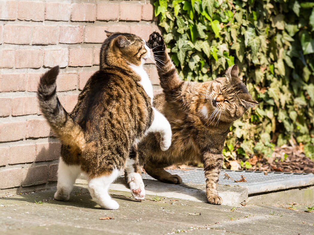 Zwei Katzen liefern sich im Garten einen Revierkampf