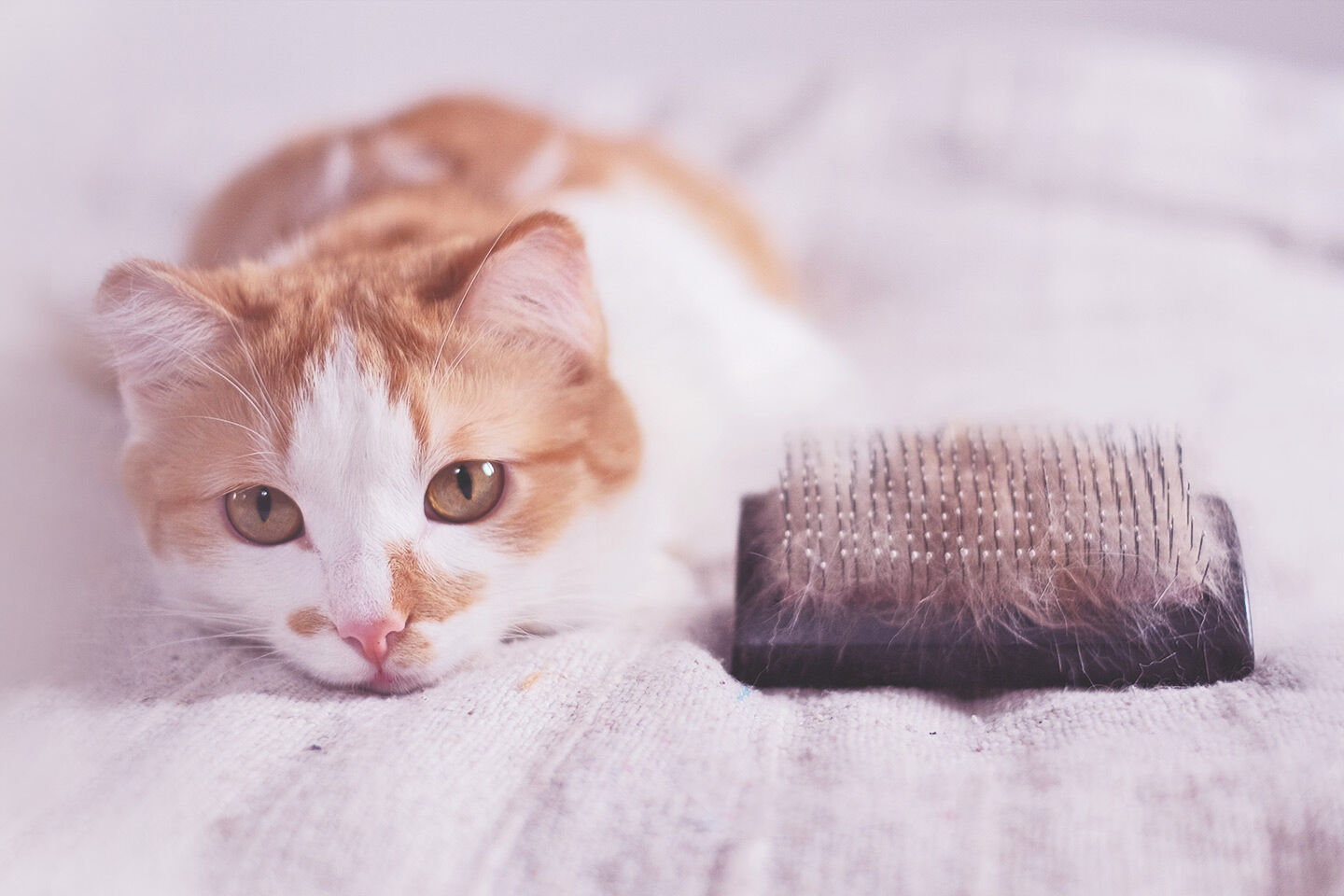 Junge Katze liegt flach und rechts daneben ist eine Fellbürste mit jeder Menge loser Haare