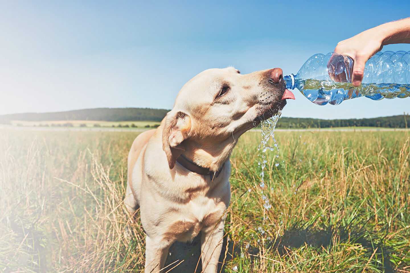 Labrador steht auf einer Wiese bei heißem Sommerwetter und trinkt Wasser aus einer Flasche