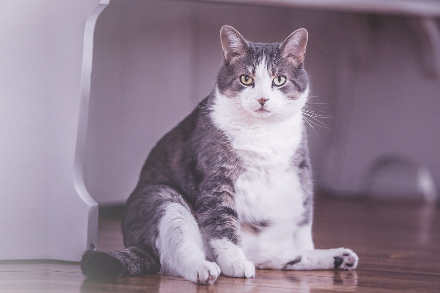 Katze mit starken Übergewicht sitzt auf dem Fußboden