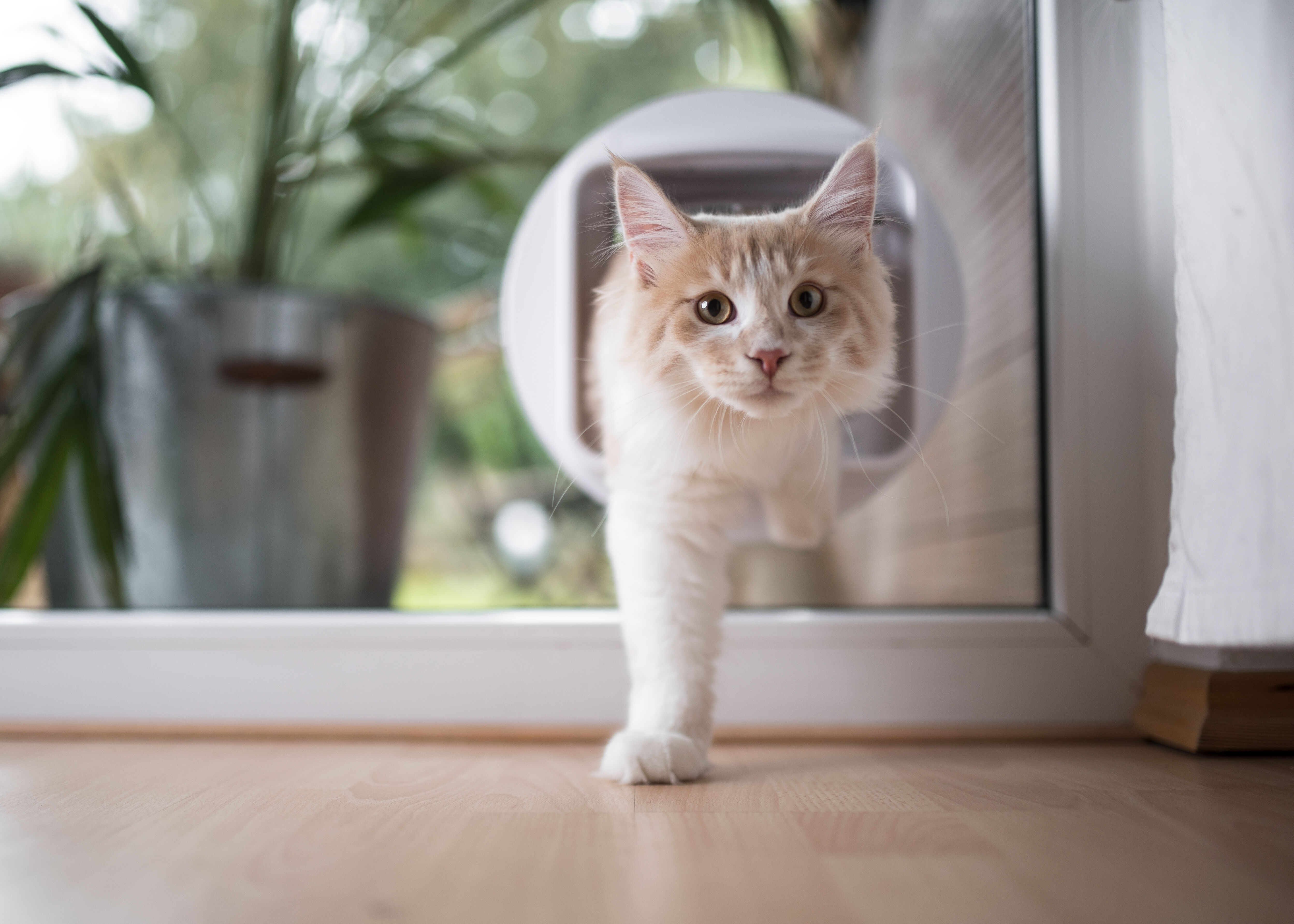 Eine Katze kommt von draußen durch eine Katzenklappe nach drinnen.