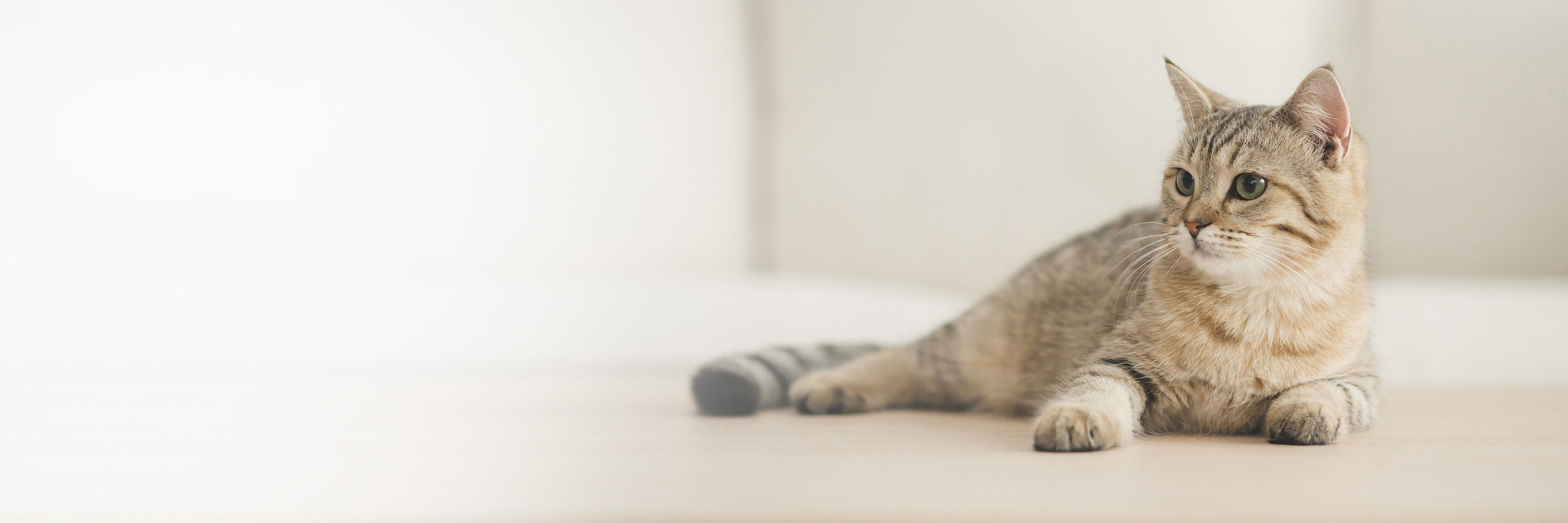 Beige Katze liegt entspannt auf dem Boden