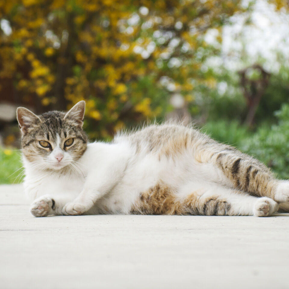 Eine schwangere Katze liegt auf der Seite