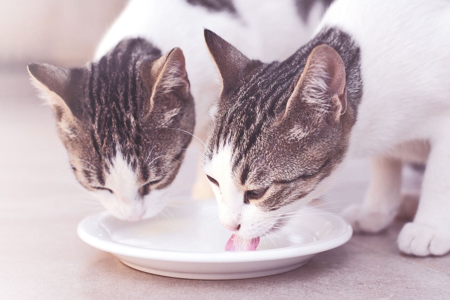 Zwei Katzen schlecken Milch von einem Teller.