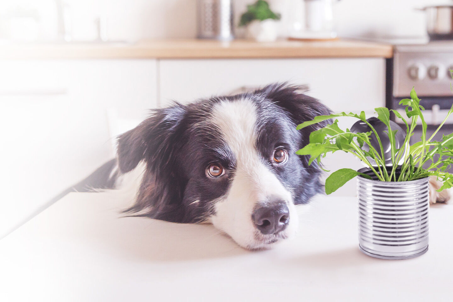 Image of category Blumentopf aus Hundefutterdosen