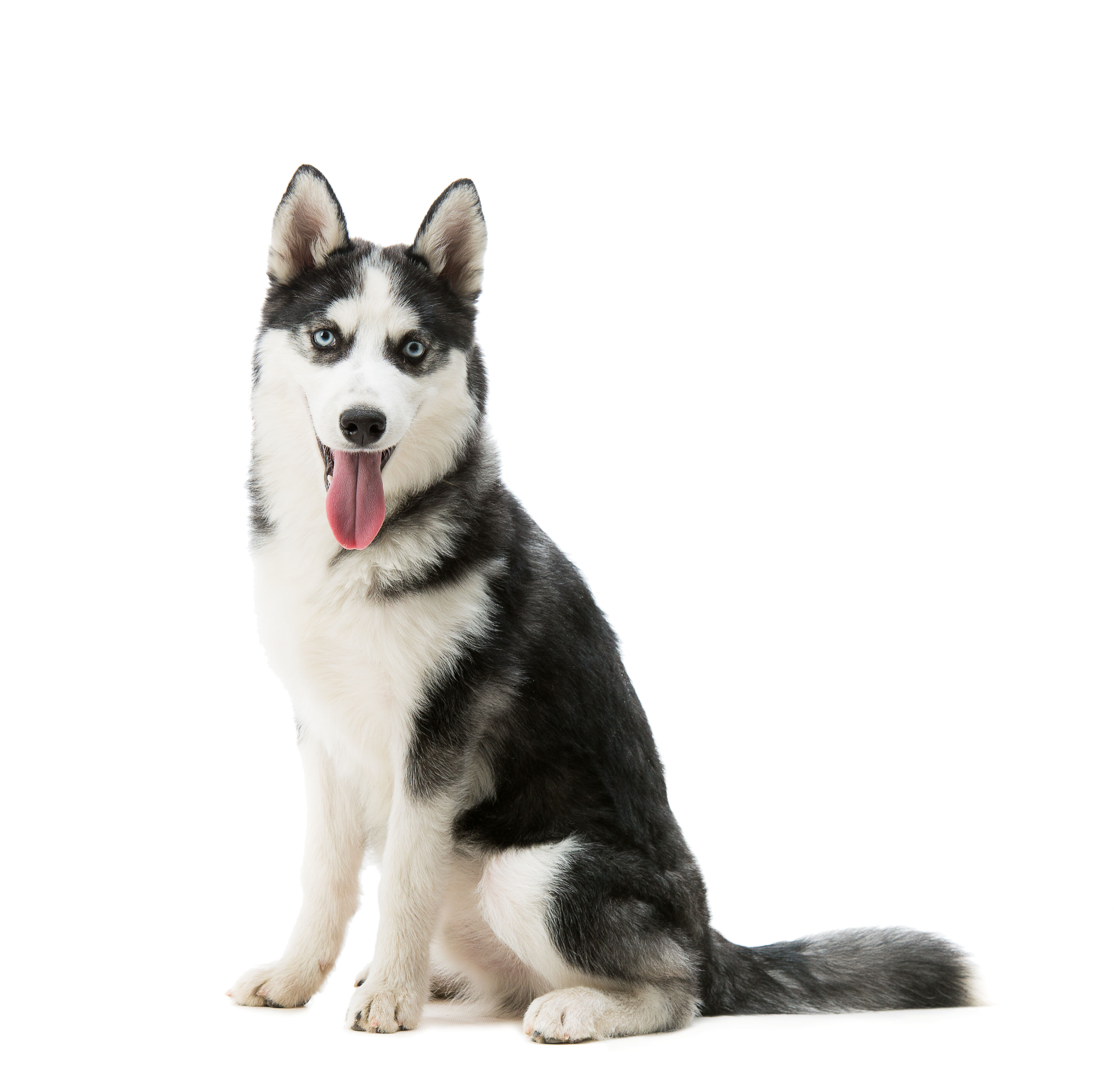Siberian Husky Futter