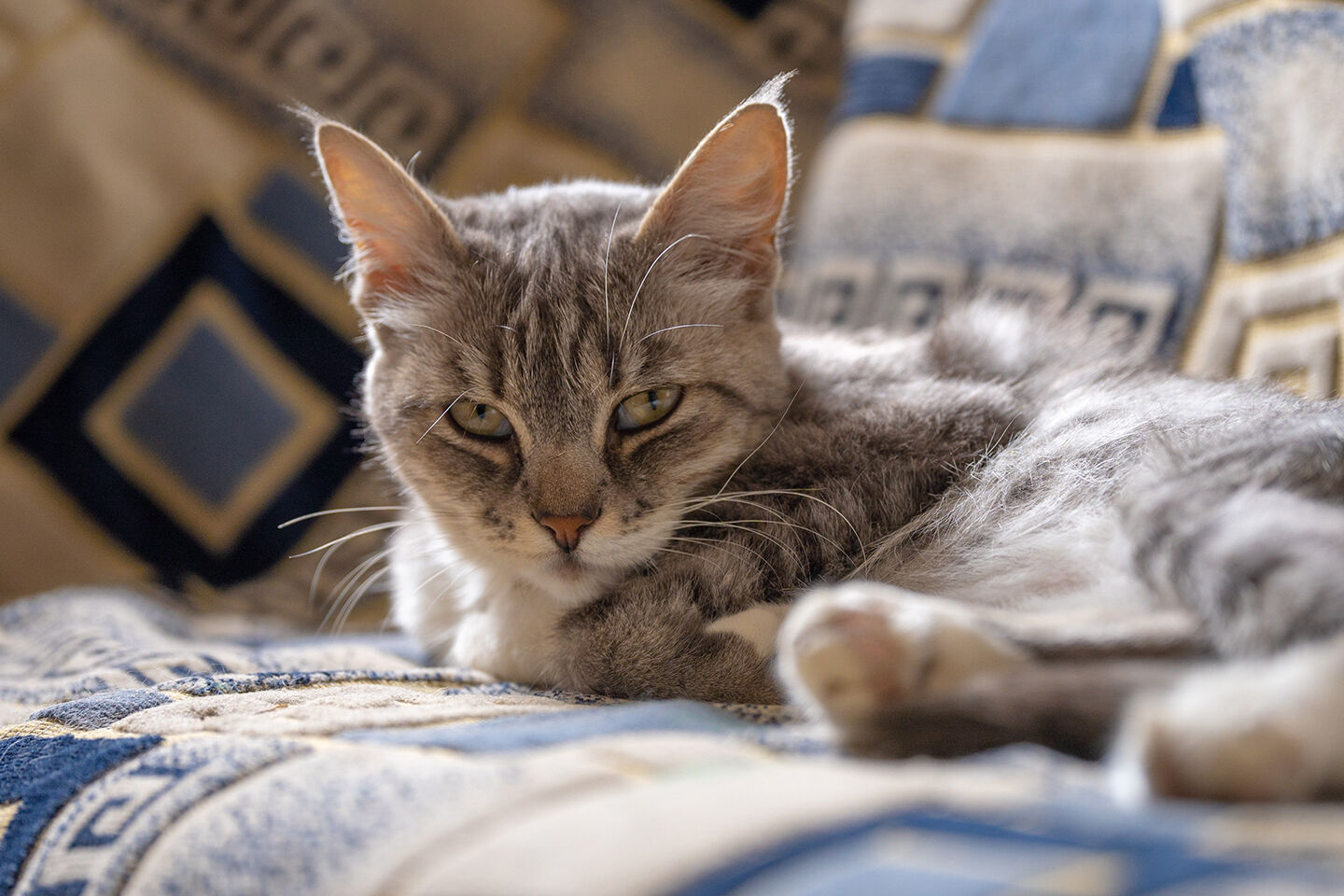 Eine kranke Katze liegt auf einer Decke
