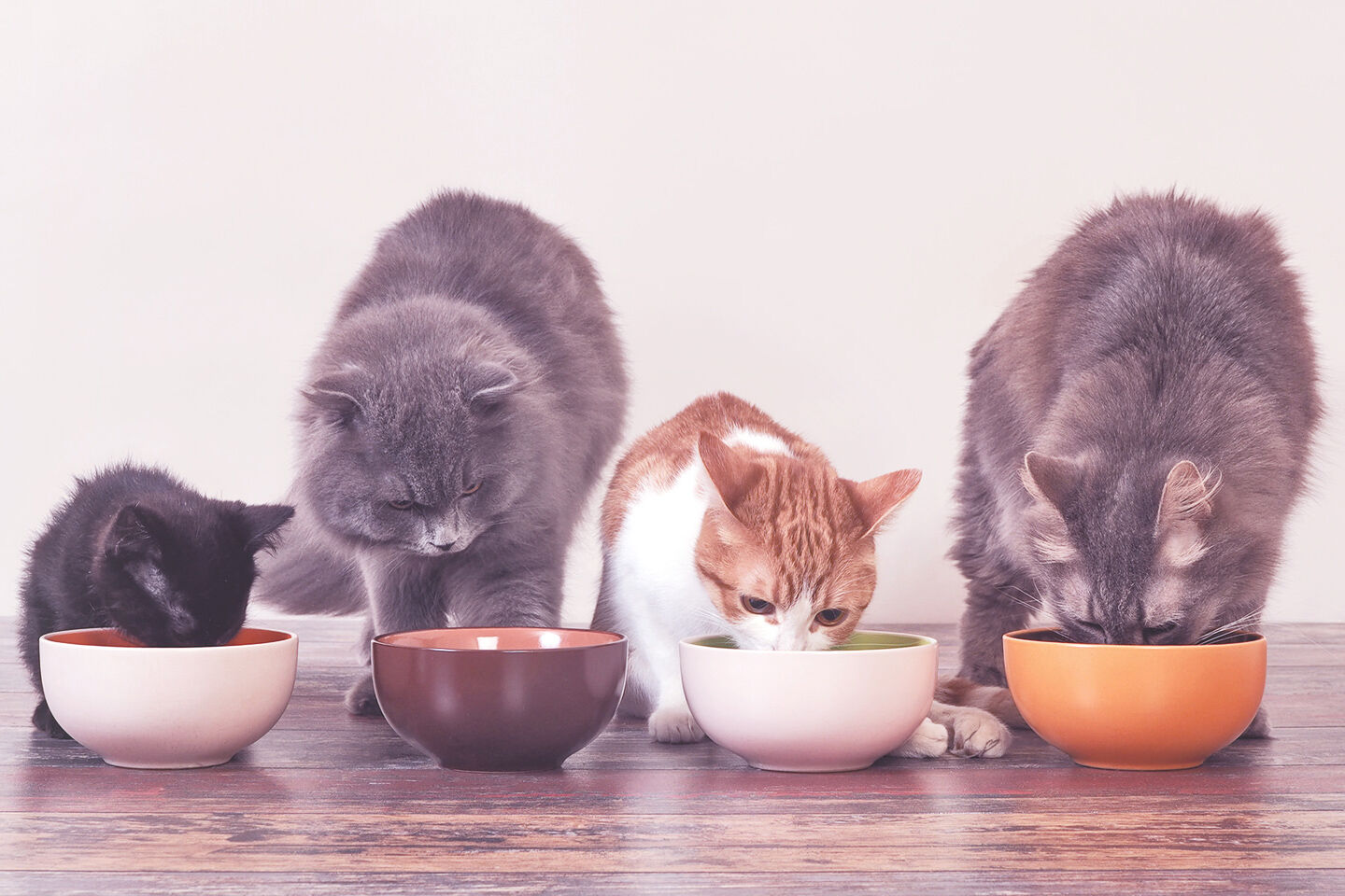 Vier unterschiedlich Große Katzen fressen aus vier Futternäpfen
