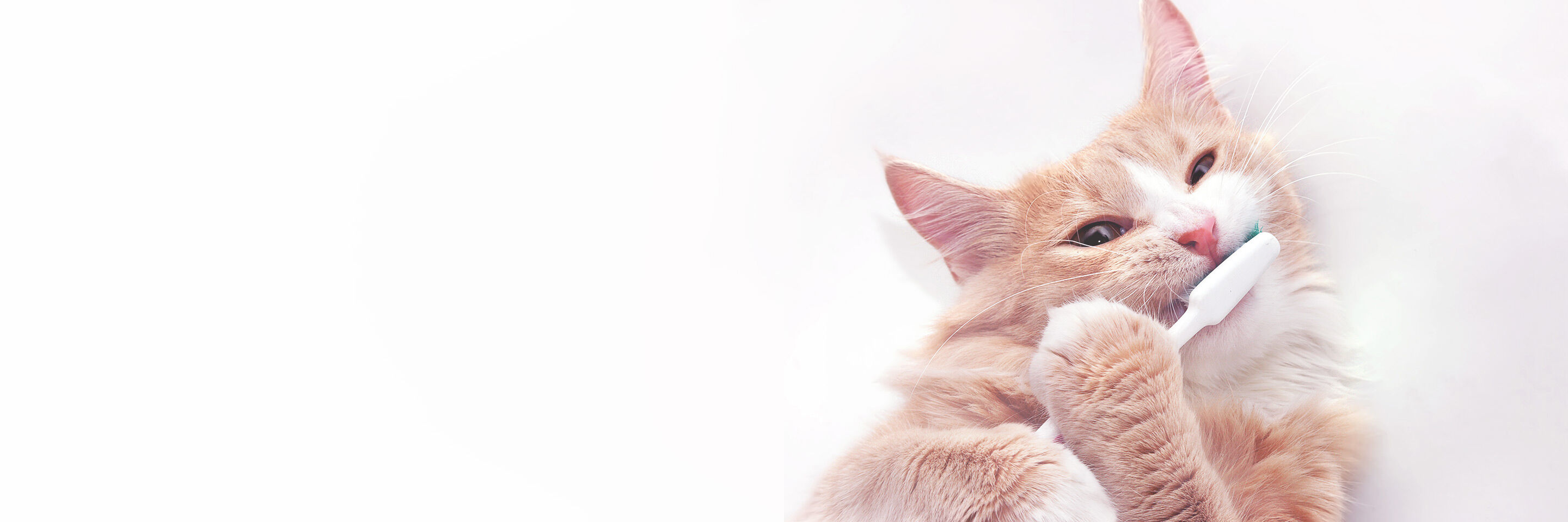 Katze mit Zahnbürste zwischen den Pfoten