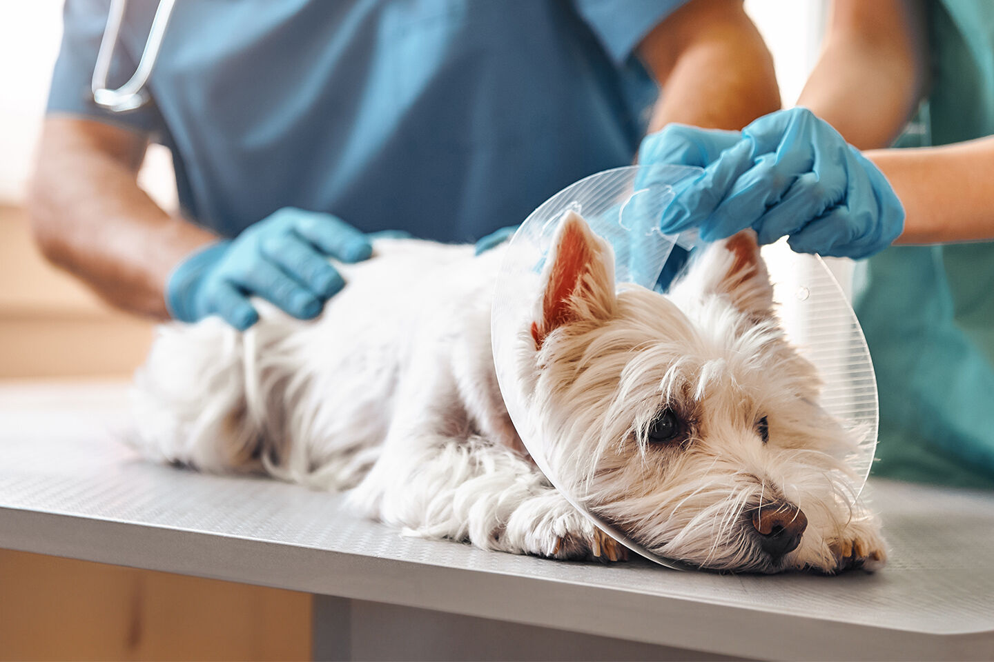 Ein kleiner weißer Hund liegt mit einer Halskrause beim Tierarzt.