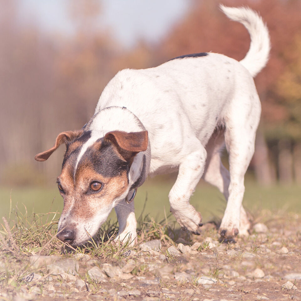 Ein kleiner Hund schnüffelt am Wegrand am Boden.