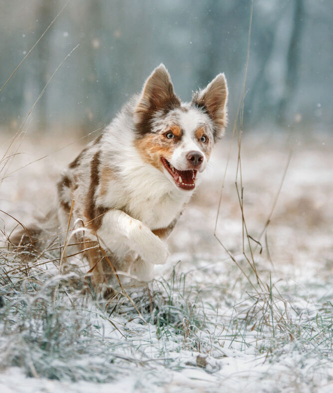 Ein gefleckter Hund rennt im Wald durch den Schnee.