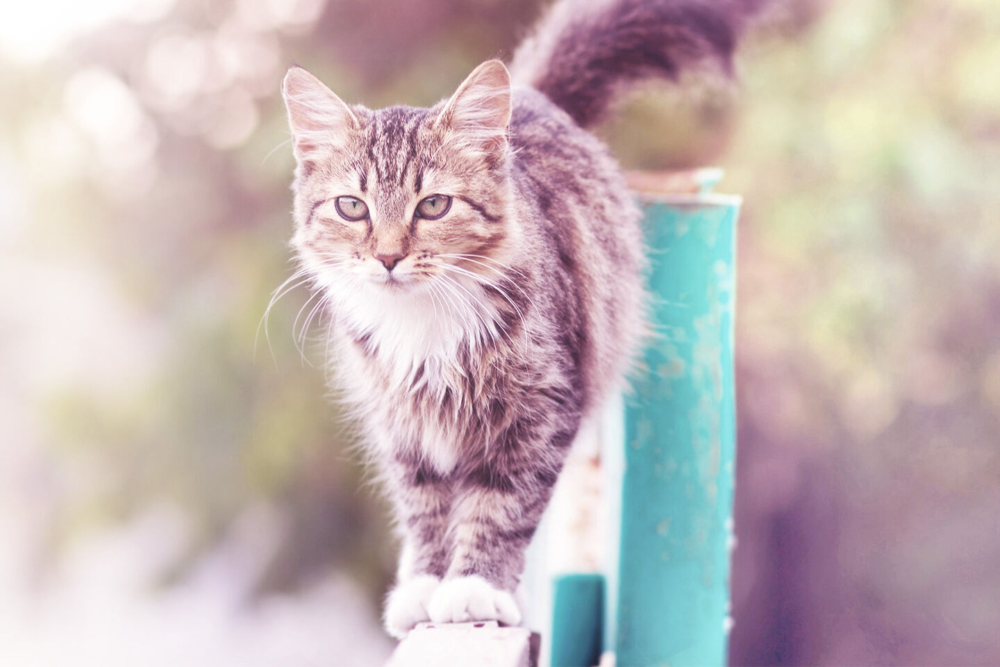 Katze läuft über einen Sichtschutz