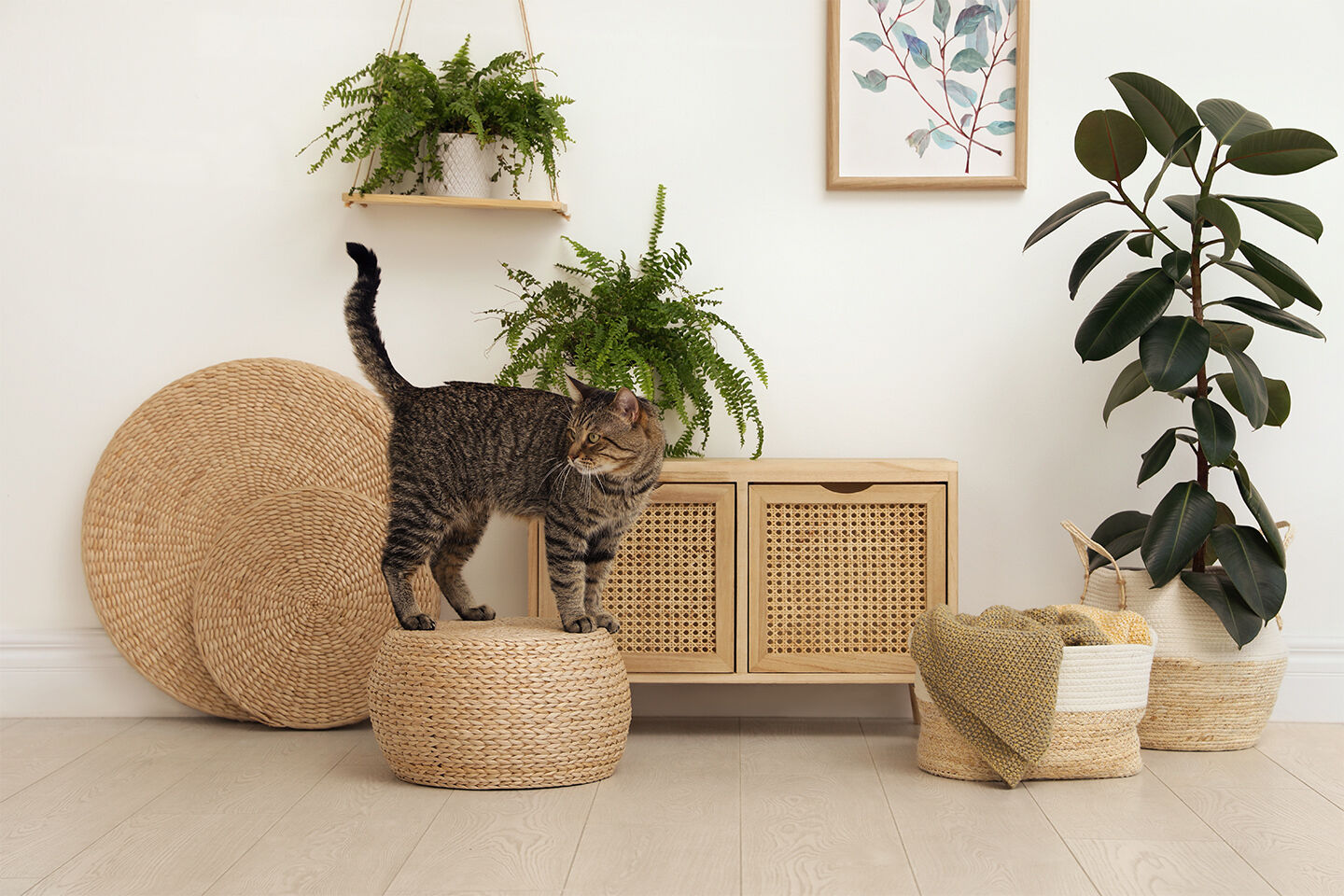 Eine getigerte Katze hält sich mit mehreren Zimmerpflanzen im Wohnzimmer auf.