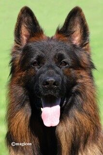 Portraitaufnahme eines hübschen Schäferhundes