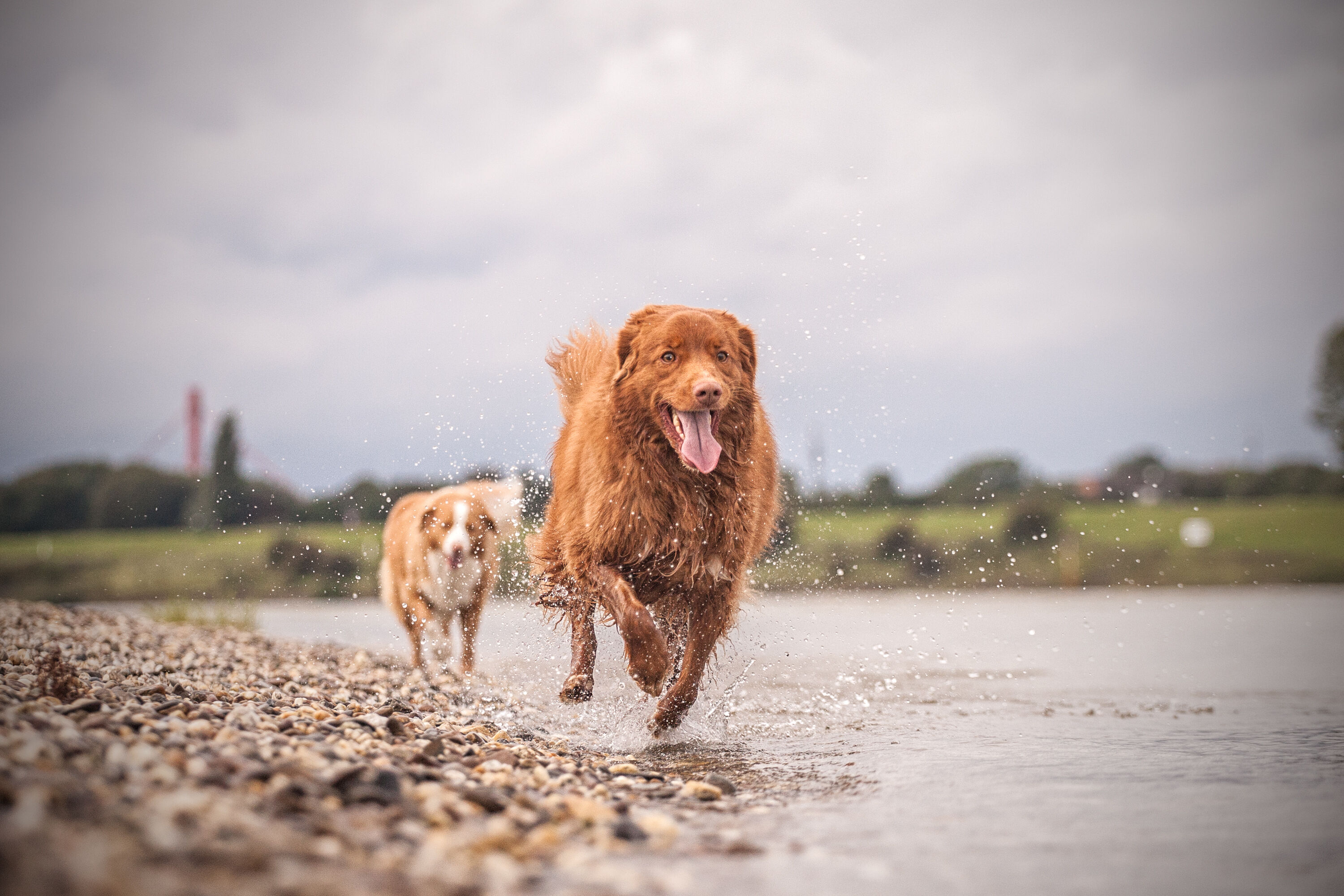 Zwei Hunde rennen hintereinander am Ufer eines Flusses entlang