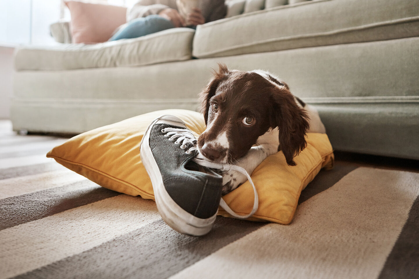 Ein Welpe beißt in einen Schuh