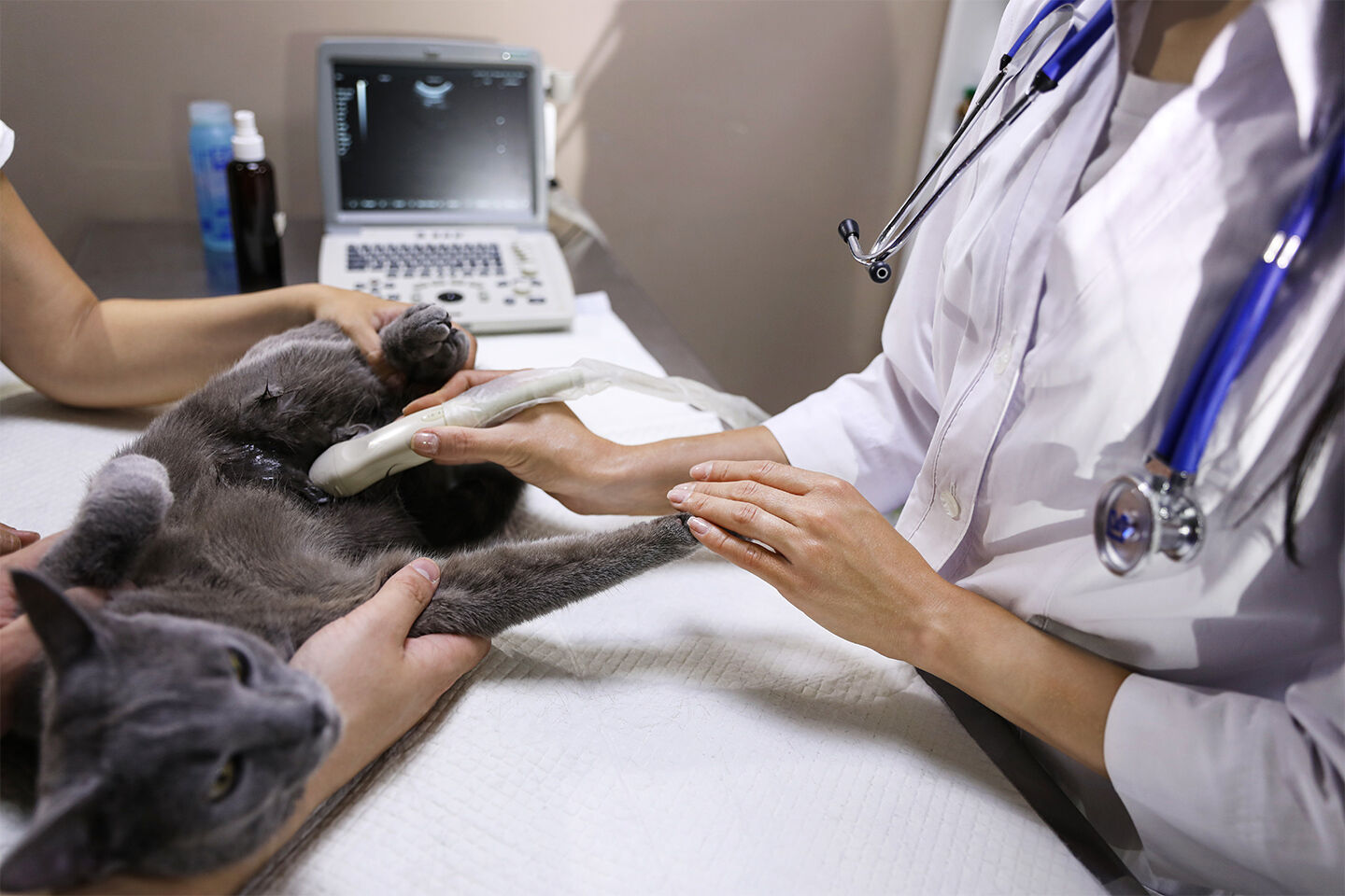 Eine schwangere Katze beim Ultraschall